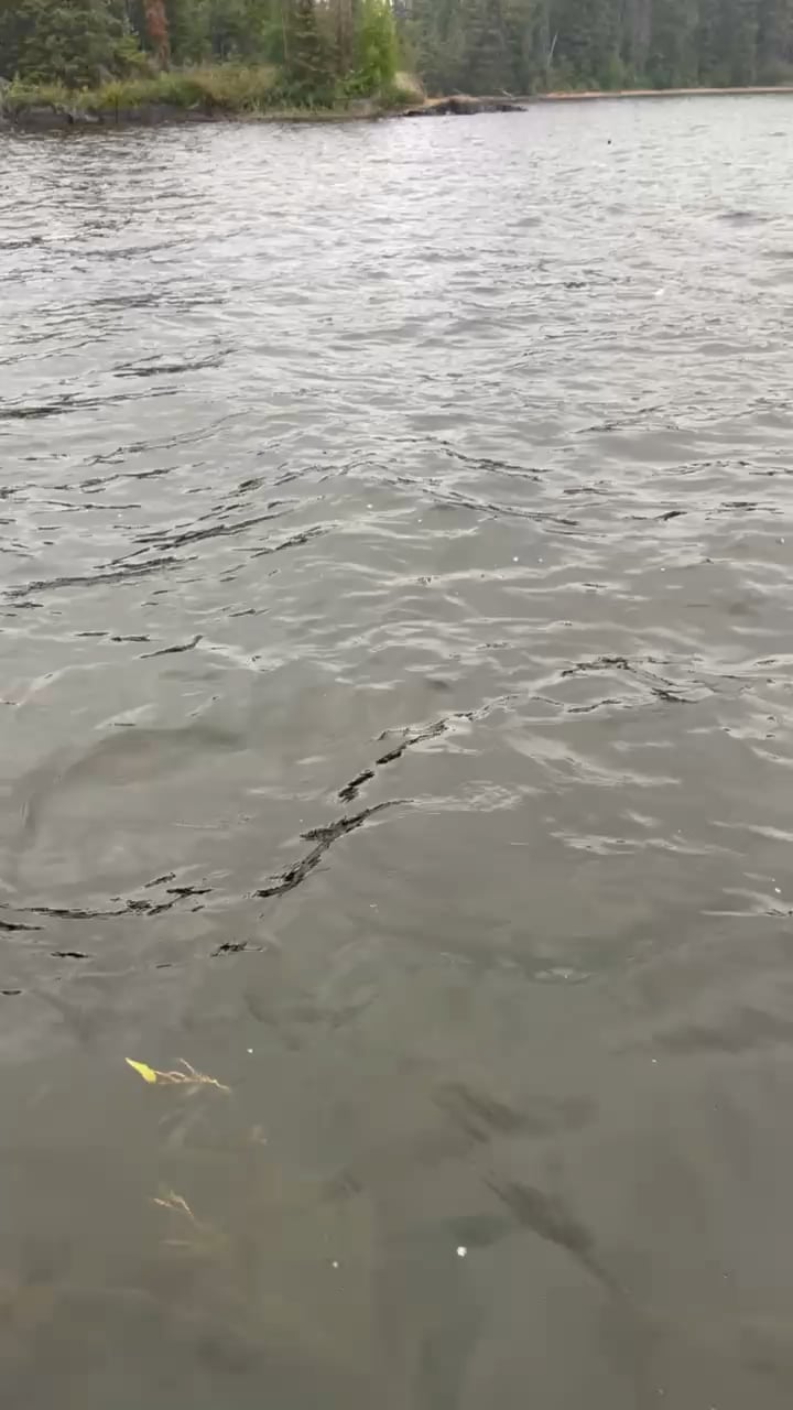 カナダで釣りしてたら親父と弟の前でワシが魚かっさらっていったｗｗｗ