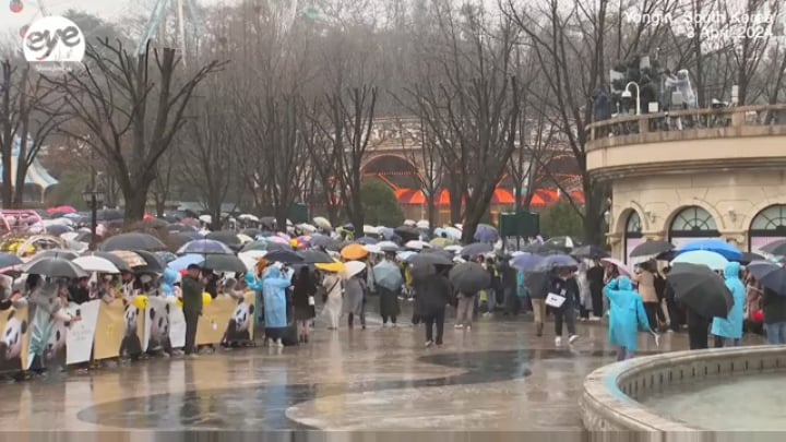 【涙】韓国人が中国へ帰るパンダ「福宝（フーバオ）」に別れを告げる…????