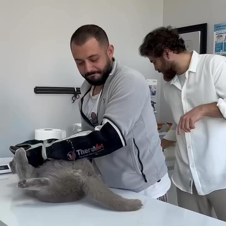 猫から検体採取する獣医さんたち、マジかよ！？