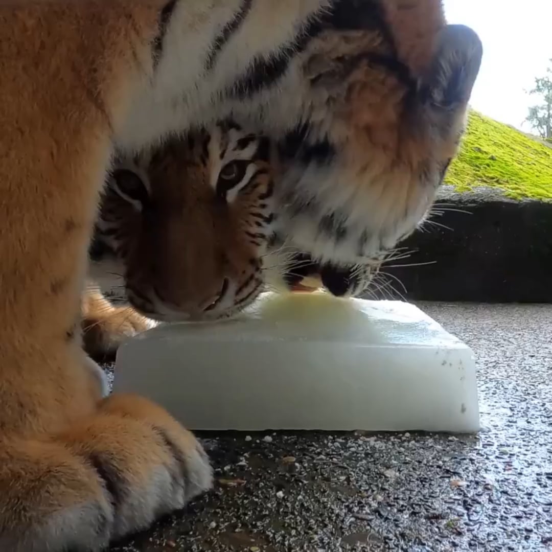 【画像】猛暑でぐったりしたトラさん、凍った牛乳を与えた結果ｗｗｗ