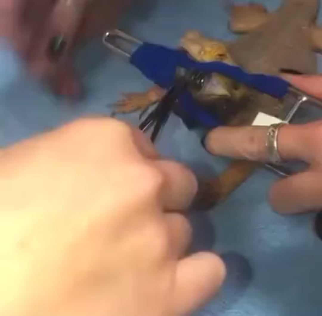 【悲報】トカゲさん、おもちゃのイモムシ食べて獣医のお世話に…