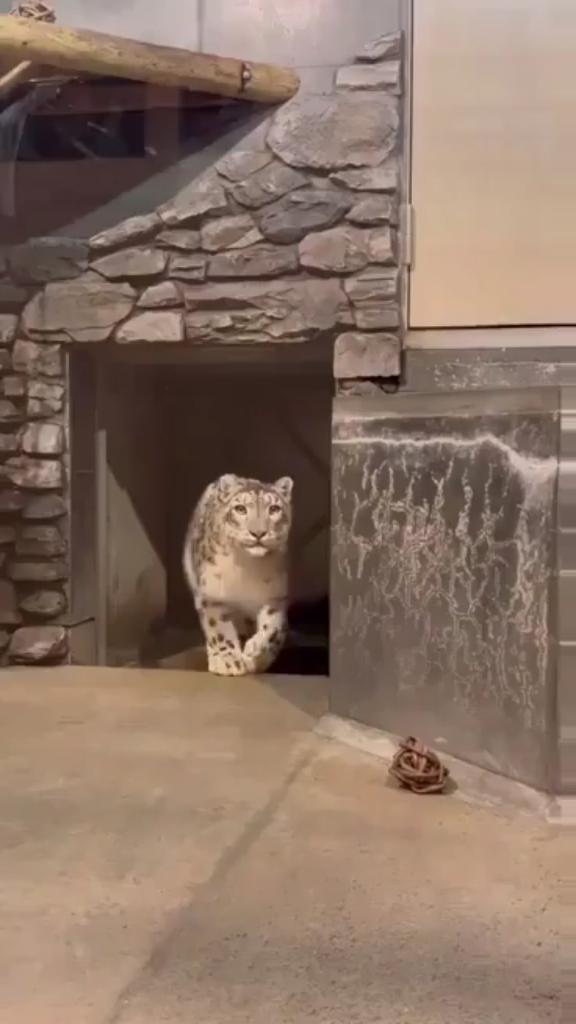 猫同士のご対面でまさかの事態発生ｗｗｗｗｗｗ