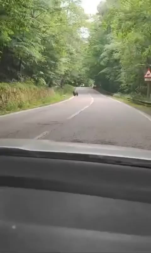 【ほっこり】ルーマニアで車を止めたら熊が感謝してきた件