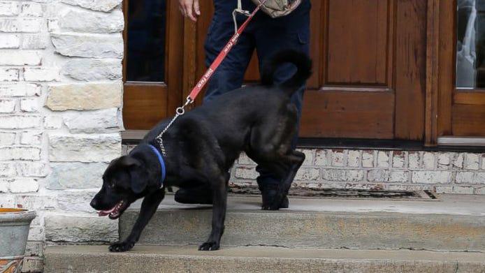 【衝撃】USB探知犬、あの有名人も逮捕してた！マジかよ…