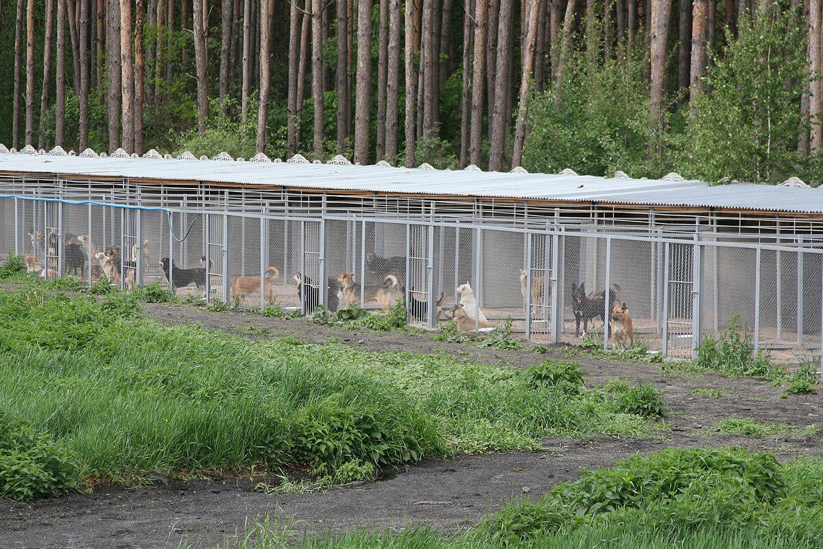 ドイツ、マジかよ…！脊椎動物殺すと犯罪らしいぞｗｗシェルターも殺処分ゼロとか聖人国家やん