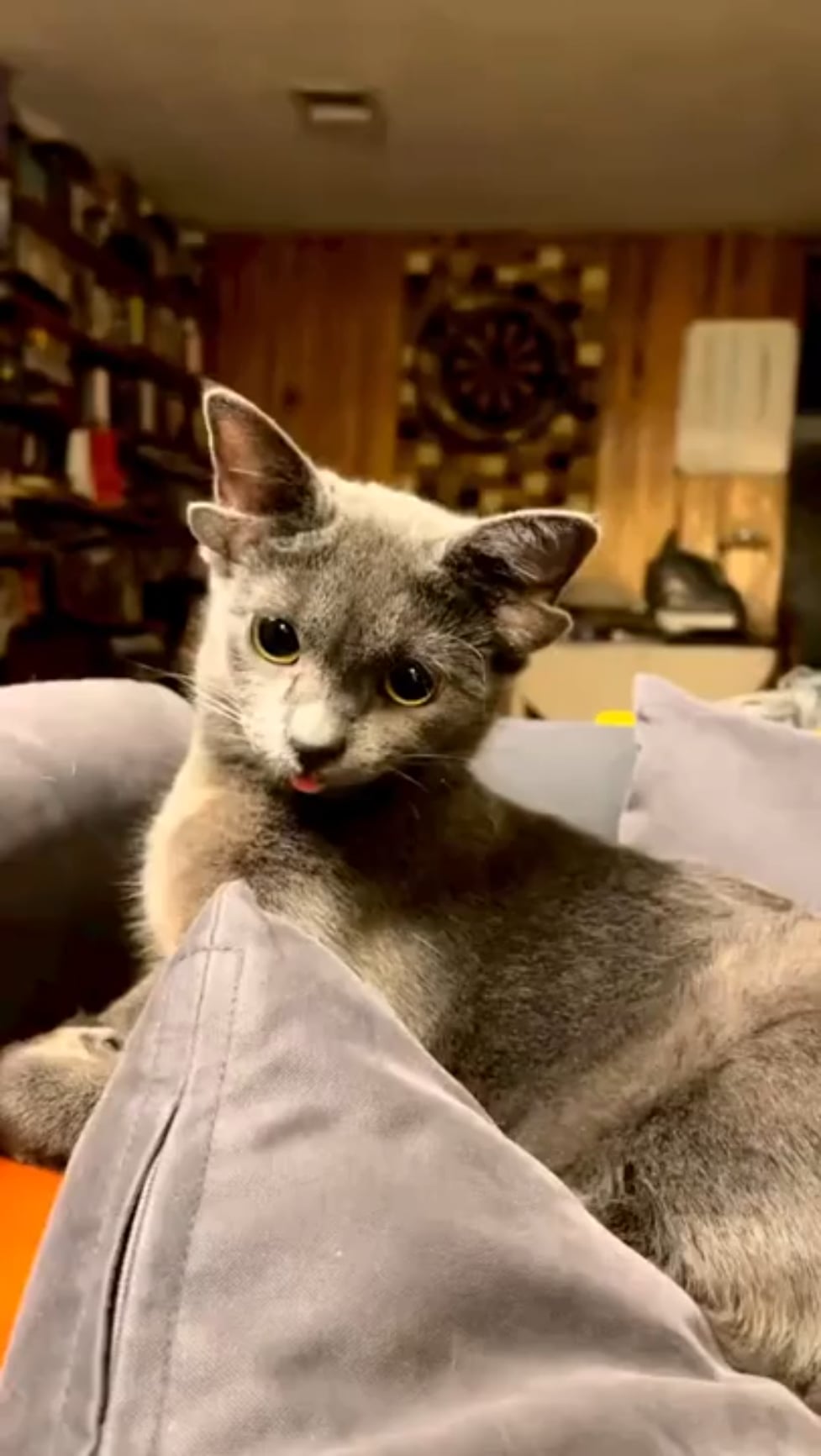 【奇形】耳が4つある猫、遺伝子疾患の可能性