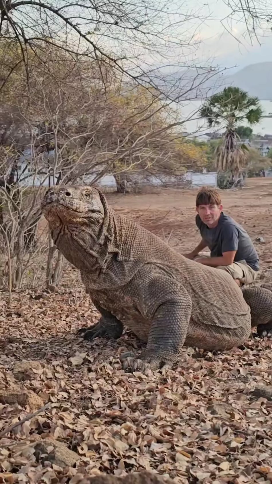 【衝撃】世界最大のトカゲ、コモドドラゴンのヤバすぎる生態 in インドネシア