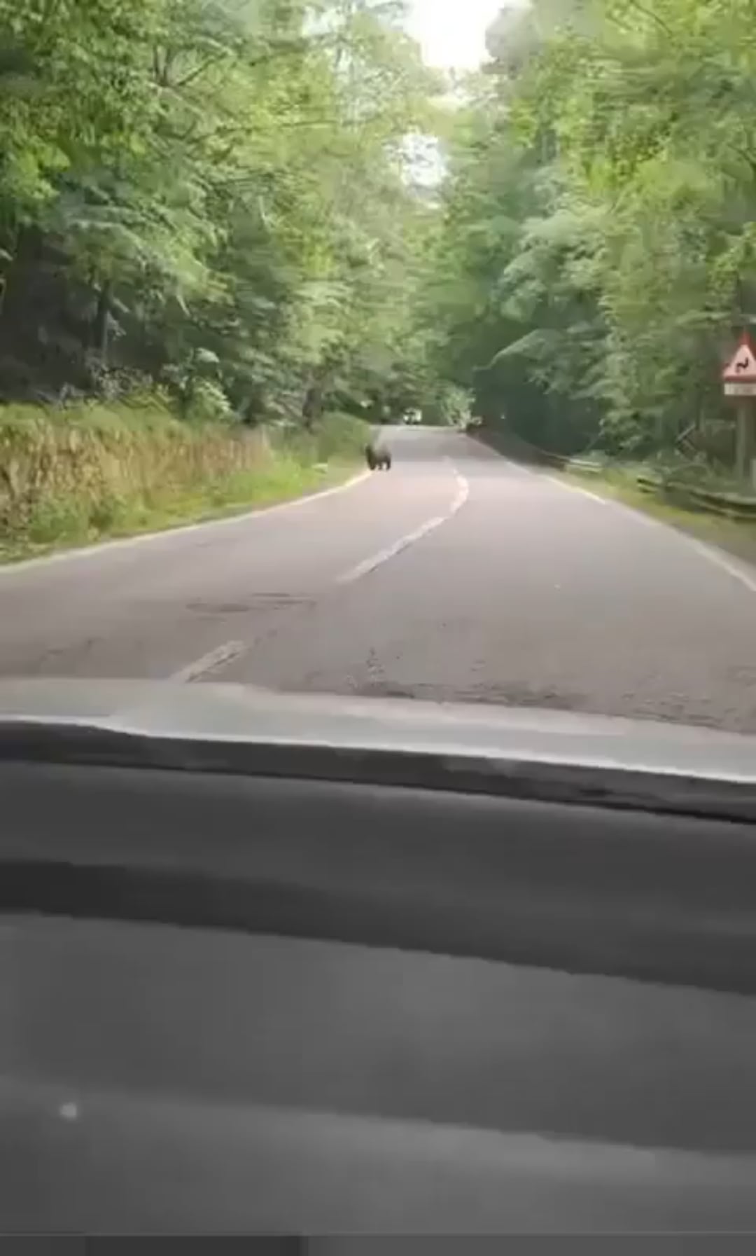【ほっこり】ルーマニアで車を止めたら熊にお礼された водитель神対応！