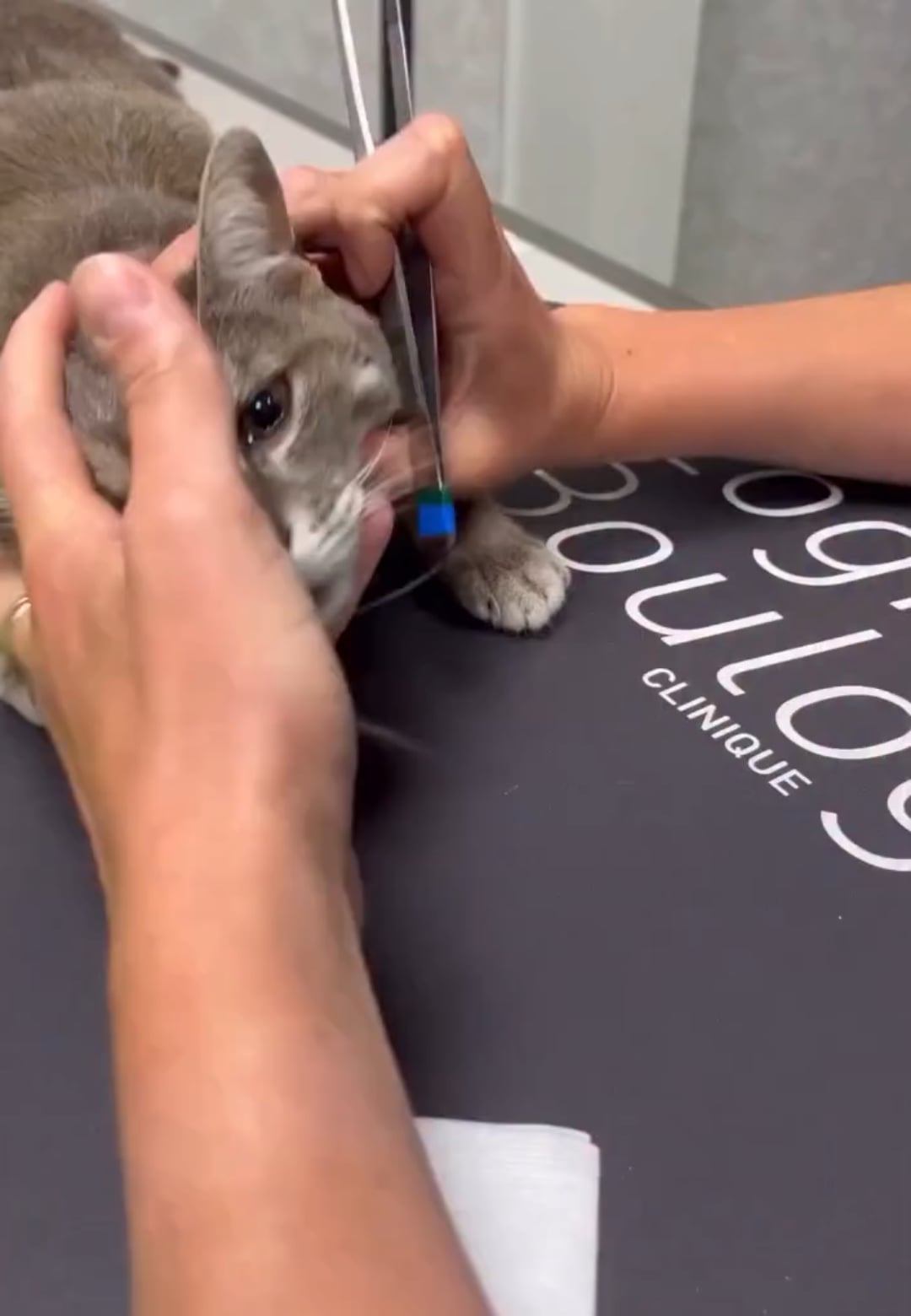 猫の目に草の種が… → 衝撃除去の一部始終！