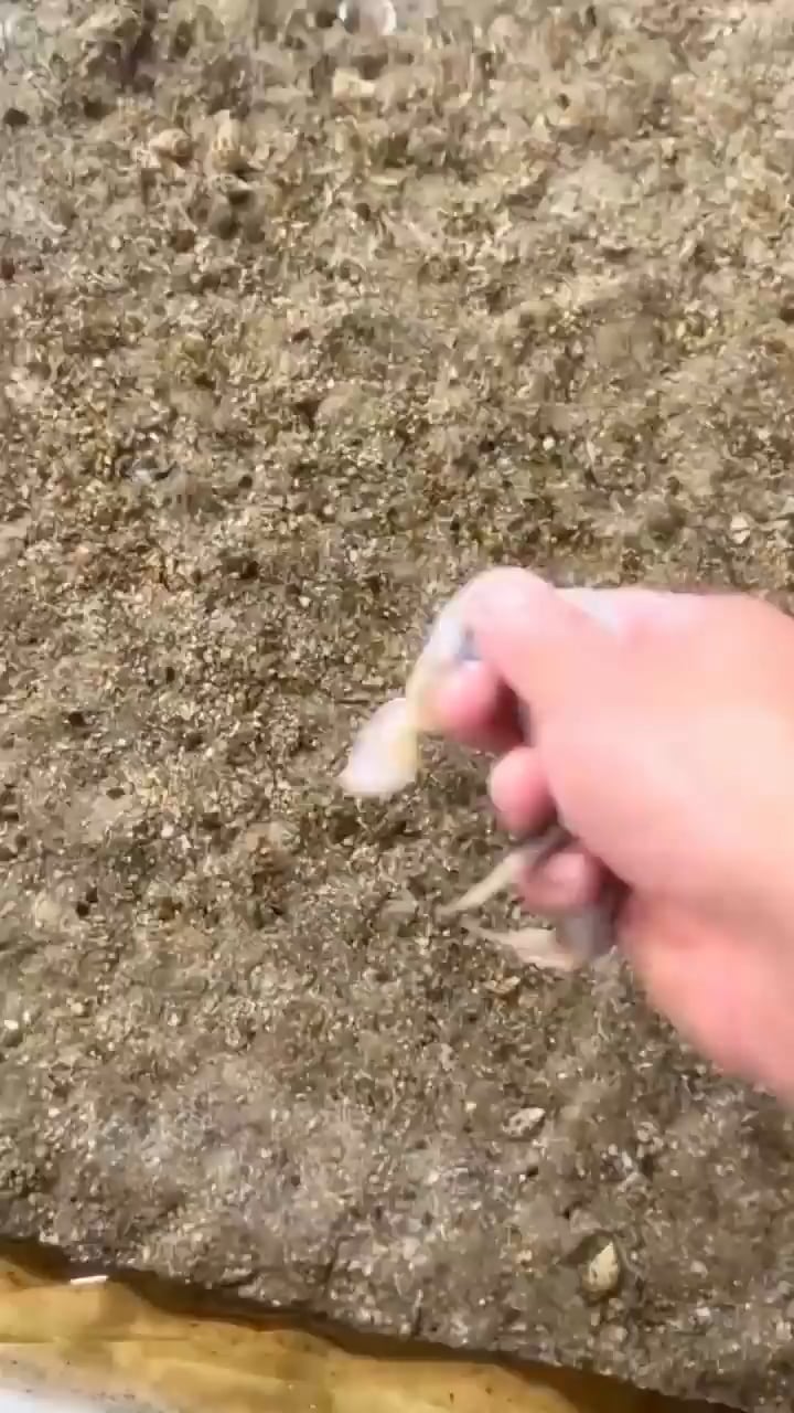 【閲覧注意】カタツムリ、イカを貪り食うグロ画像が話題に