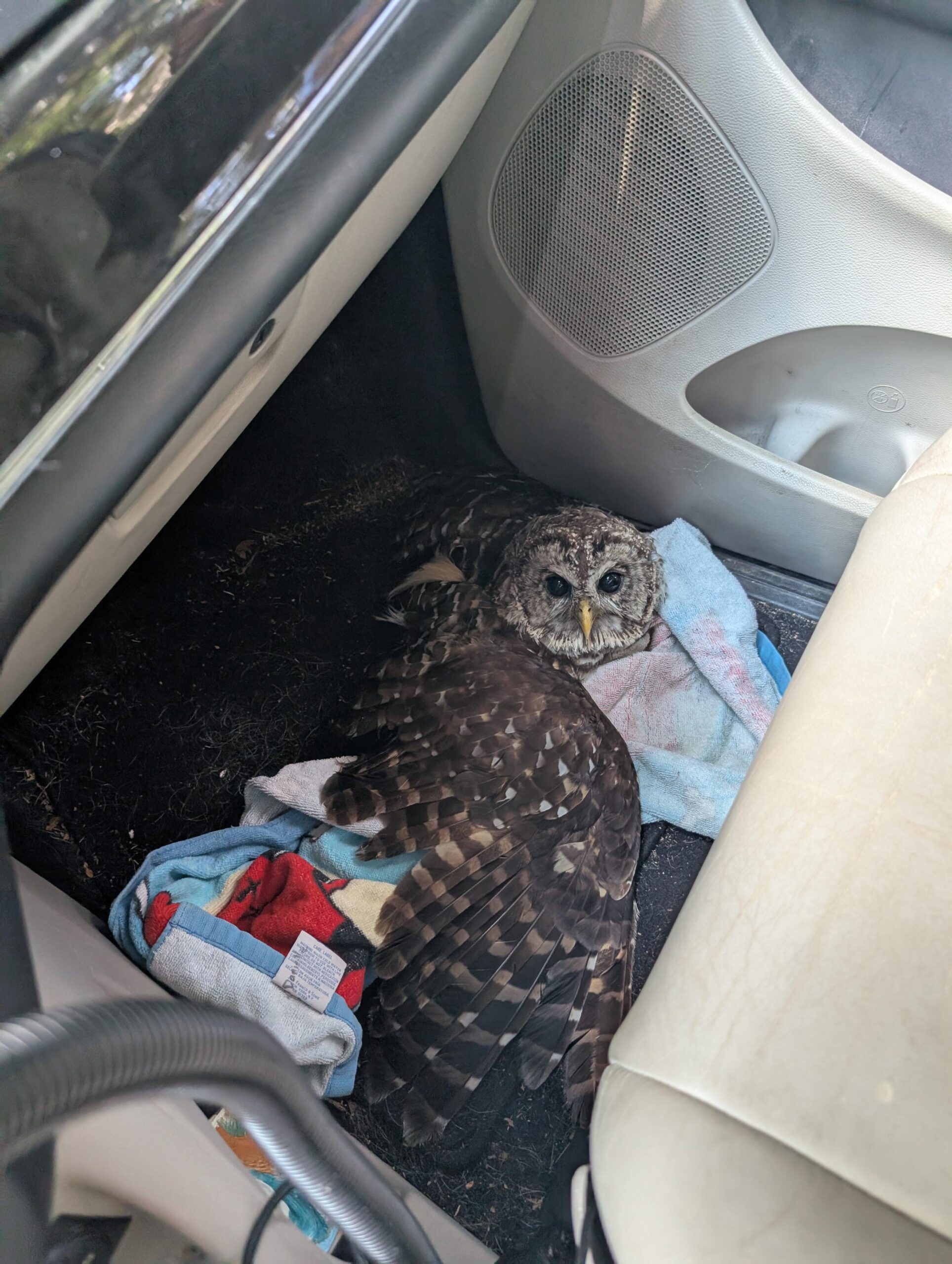 車にフクロウ激突！→衝撃の結末をご覧くださいｗｗｗ