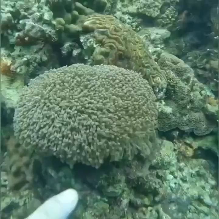 【悲報】触ると石化する謎の生物が発見される