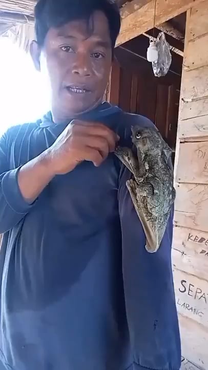 マジかよ！ココウモリとかいう謎生物、お前ら絶対知らねえだろ