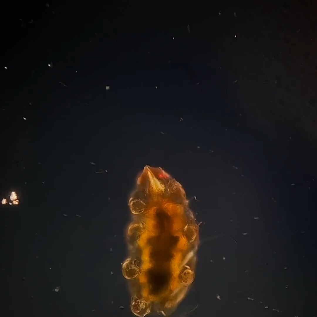 【マジかよ】水グマさん、宇宙空間でも生きていけるとか最強すぎワロタ