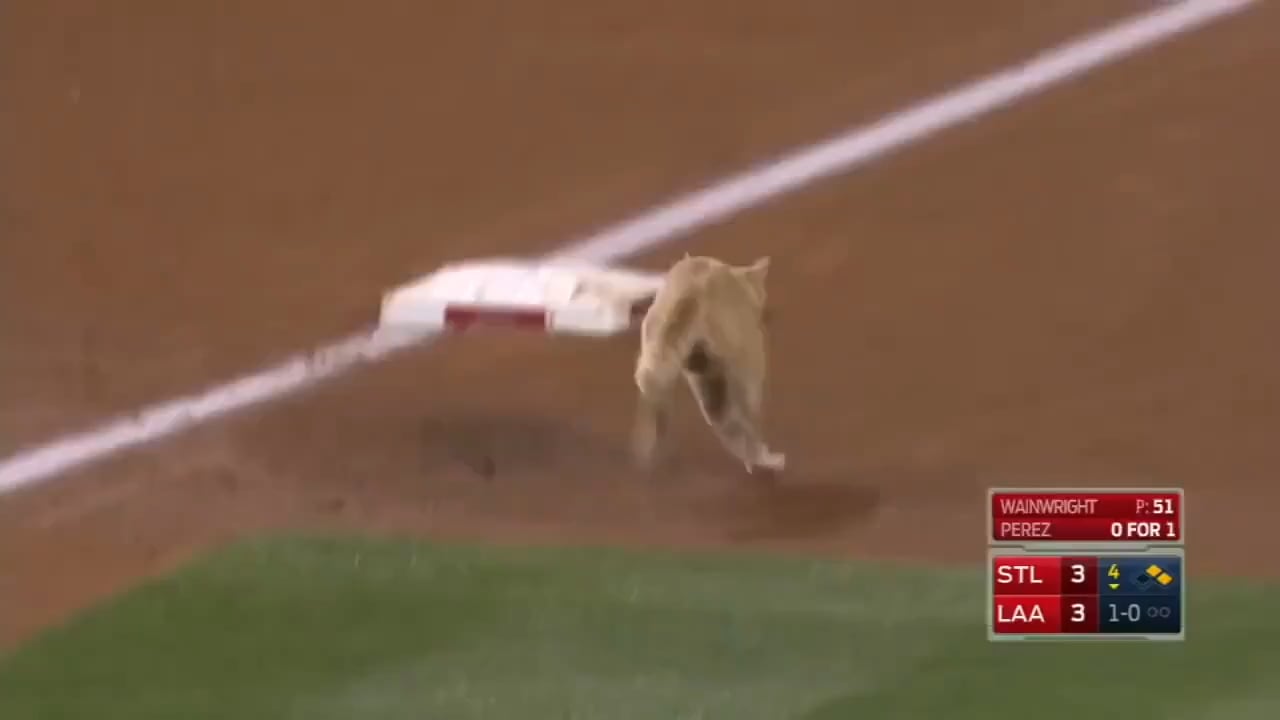 MLB観戦カメラマン、群衆の反応だけで猫の居場所を特定し話題に