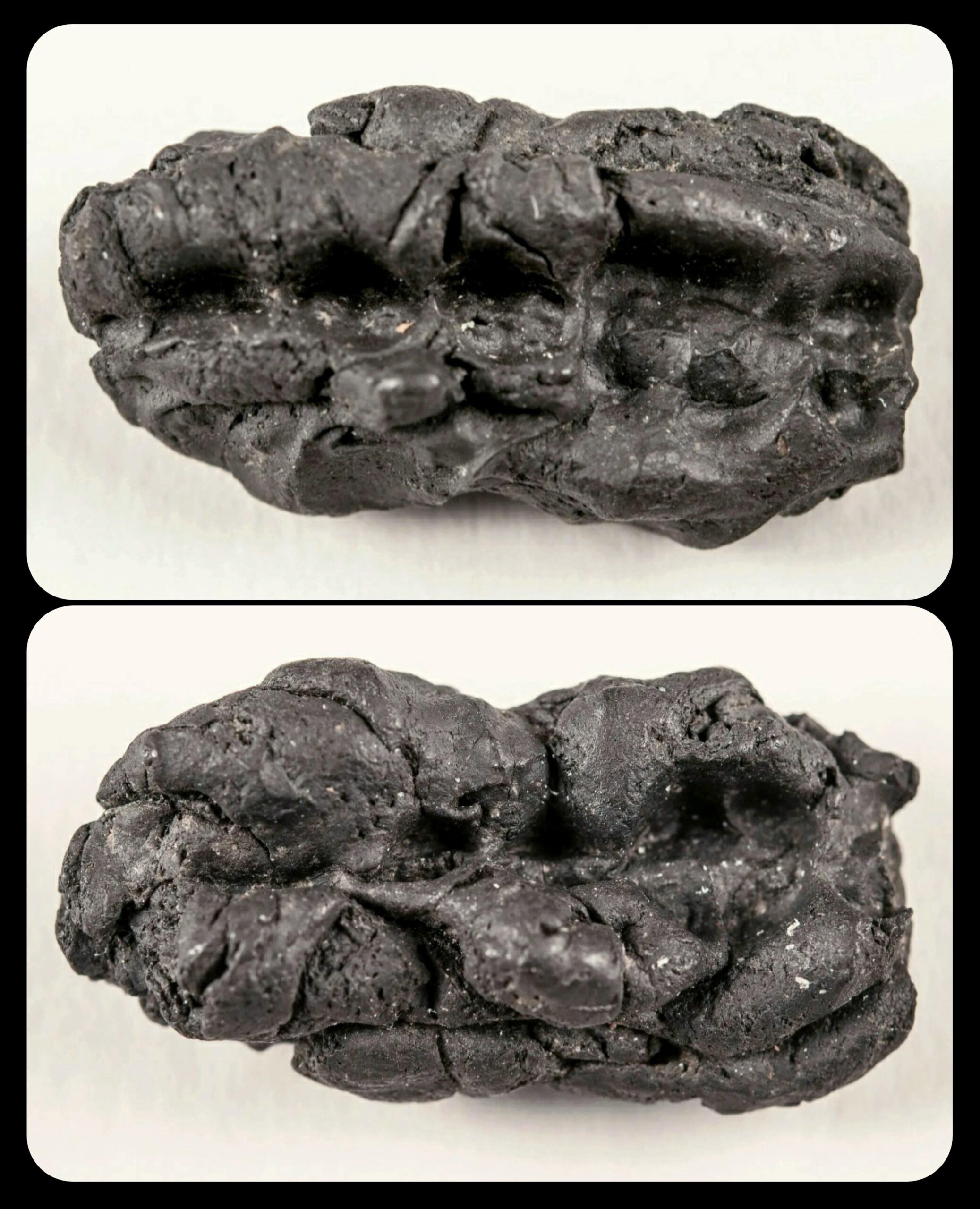 1万年前のガムから古代人の食生活が判明！鹿や鱒を食し歯周病に苦しむ