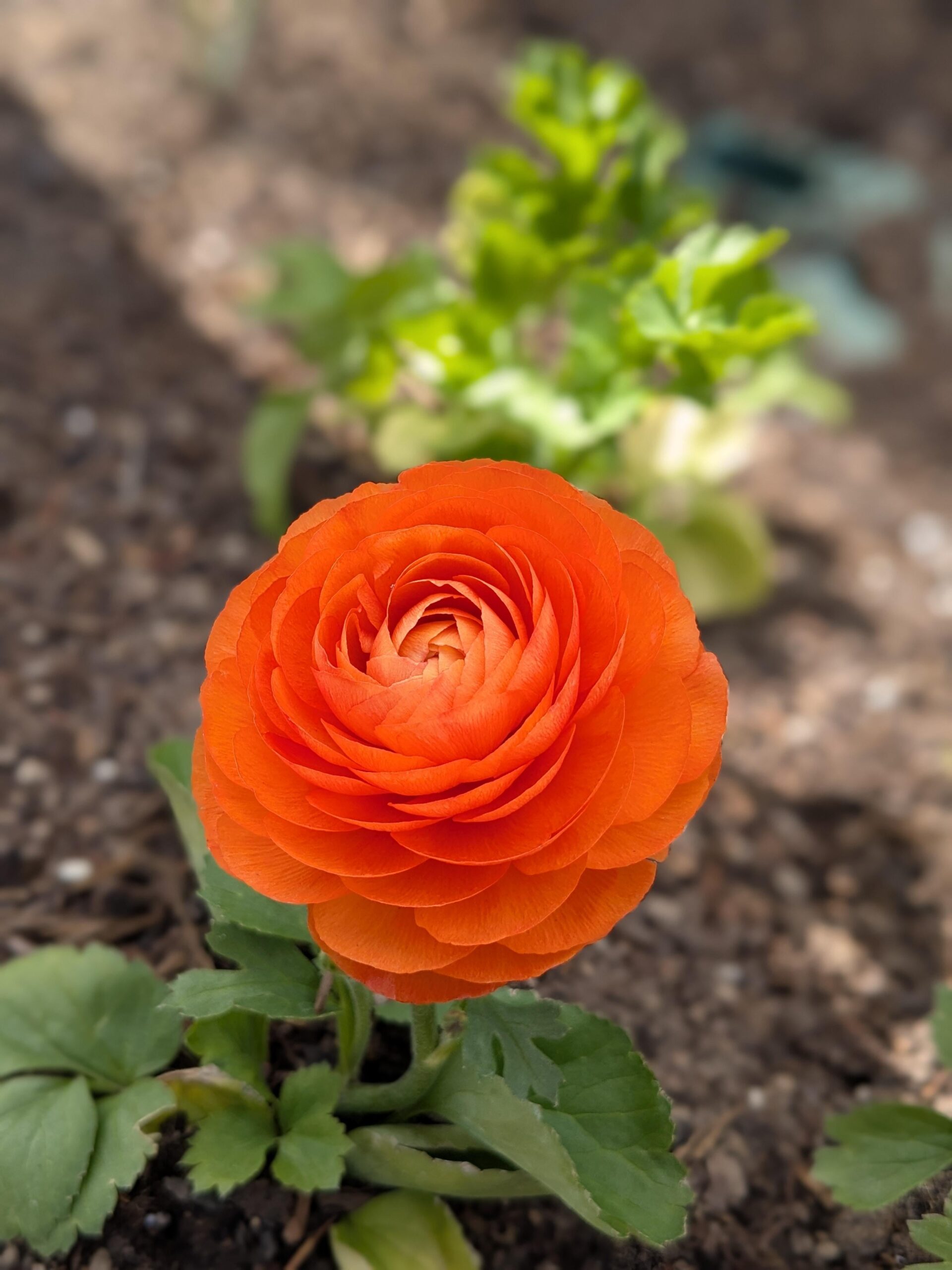 完璧な花ｷﾀ━━━━(ﾟ∀ﾟ)━━━━!! 美しすぎてワロタｗｗｗ