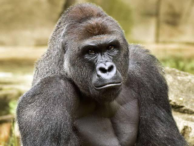 【悲報】人気ゴリラ、母親も兄弟も塩素ガスで全滅してた…