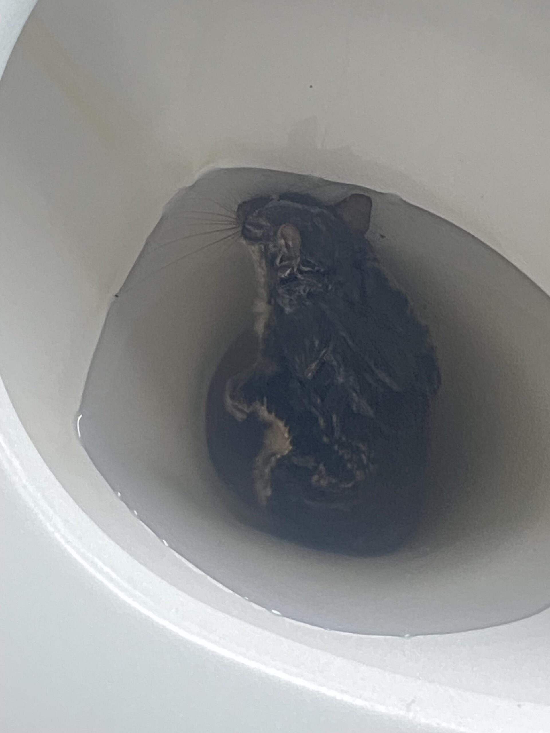 トイレ流したら死んだリスが浮上してきた件