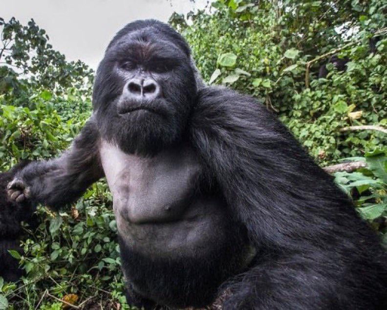 【悲報】カメラマン、ゴリラ(200kg)に顔面パンチされるｗｗｗ