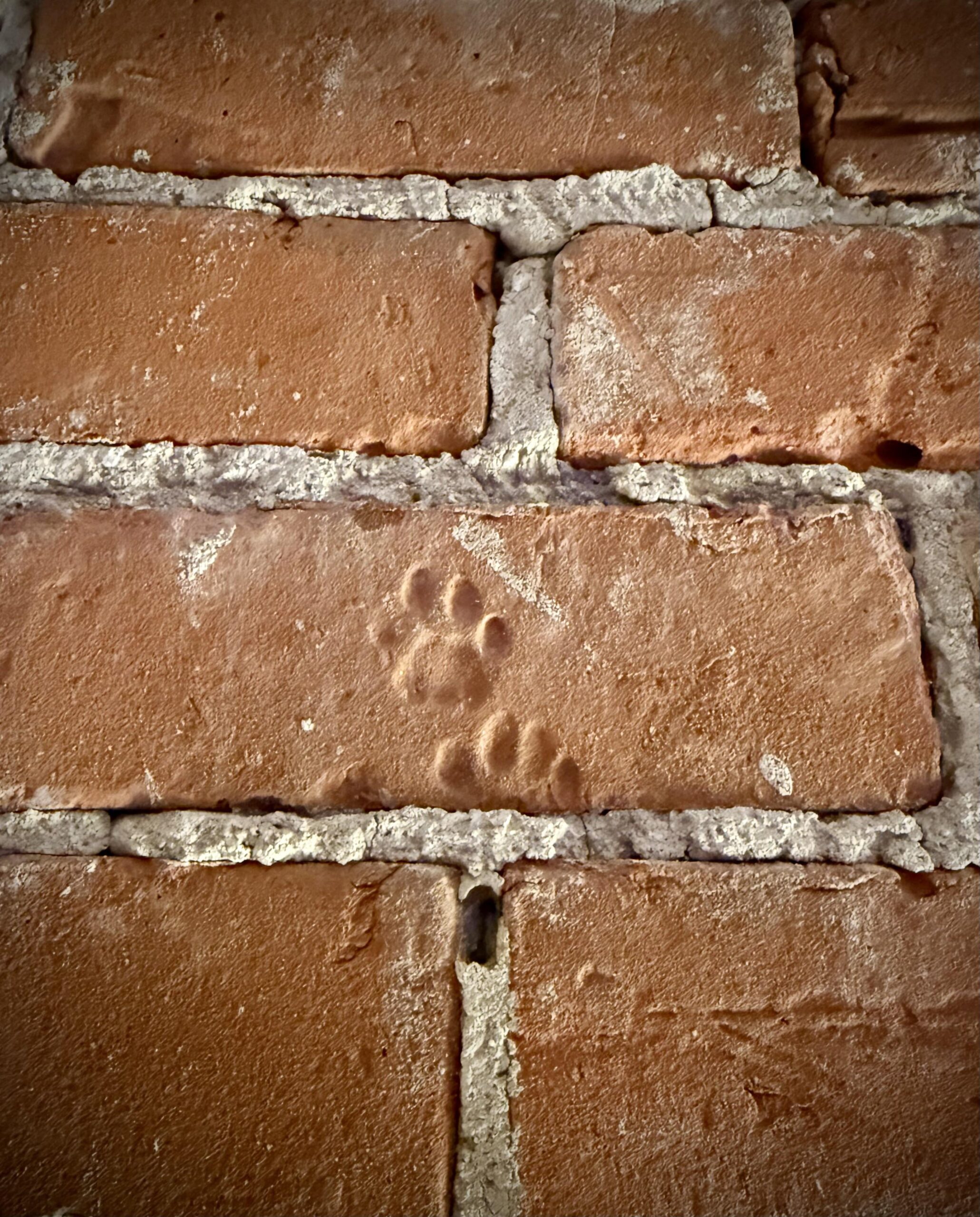 築160年のロフトに引っ越したら、壁に猫の肉球跡が！