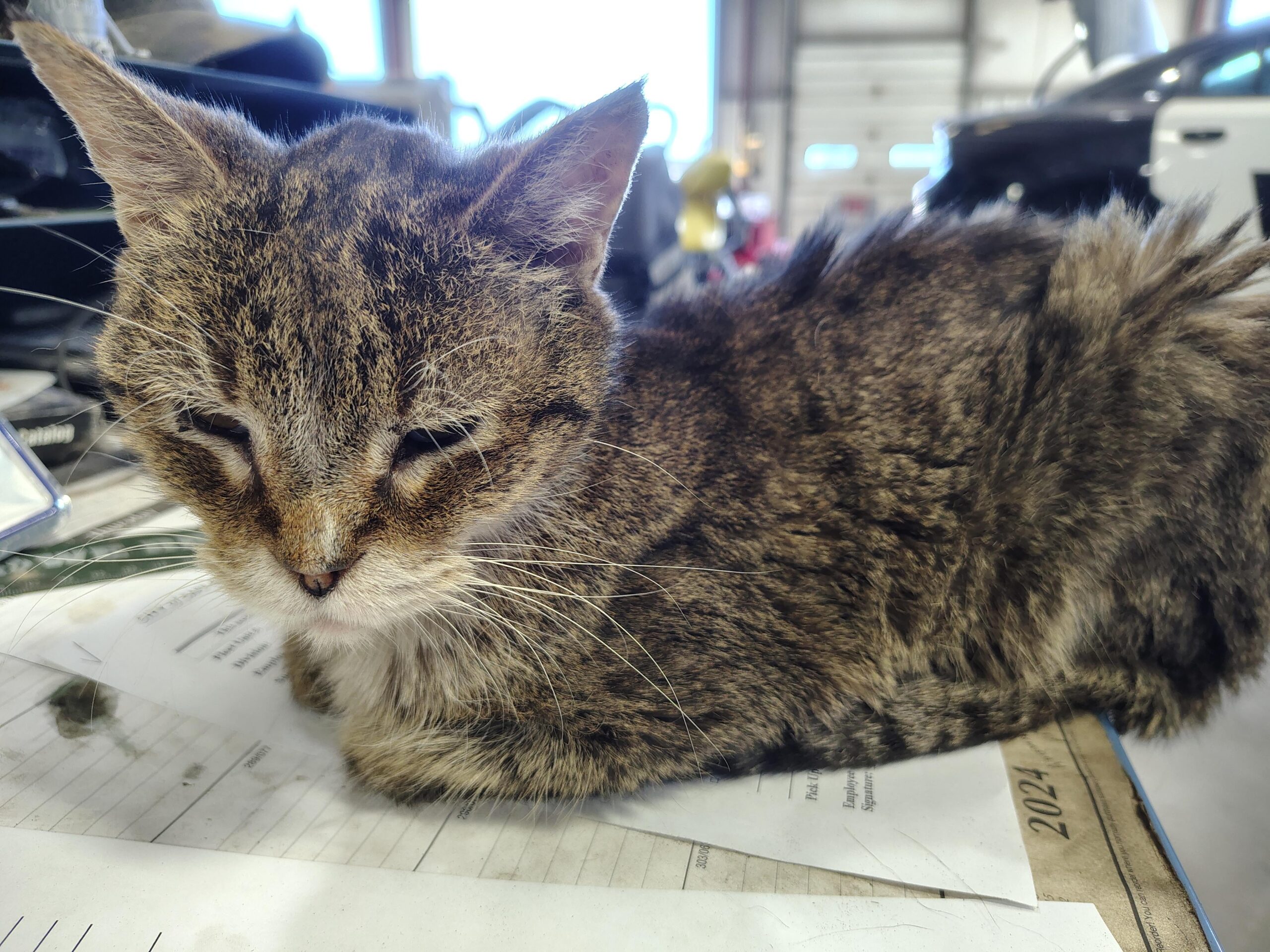 【衝撃】職場の猫、まさかの18歳超えｗｗｗｗｗｗｗｗｗ