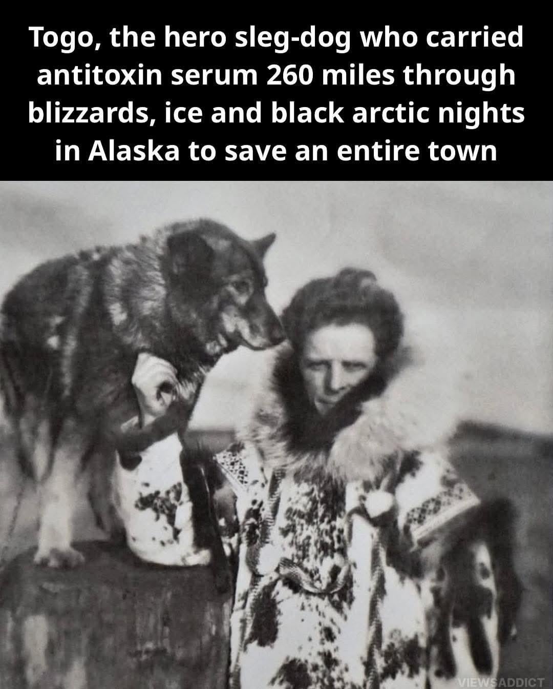 【奇跡】1925年、犬ぞりがアラスカの子供達を救った感動秘話