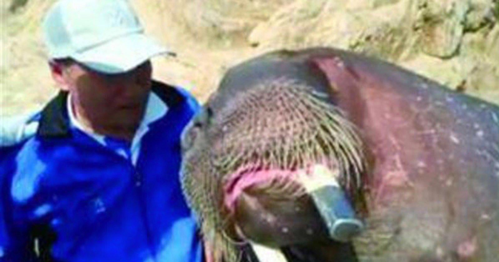 【悲報】中国で自撮りした男性、直後にセイウチに引きずり込まれ死亡…飼育員も殉職