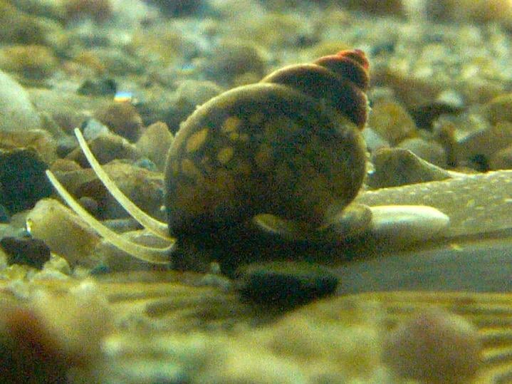 淡水巻き貝、間接的に年間数千人殺害…マジかよ！ [寄生虫注意]
