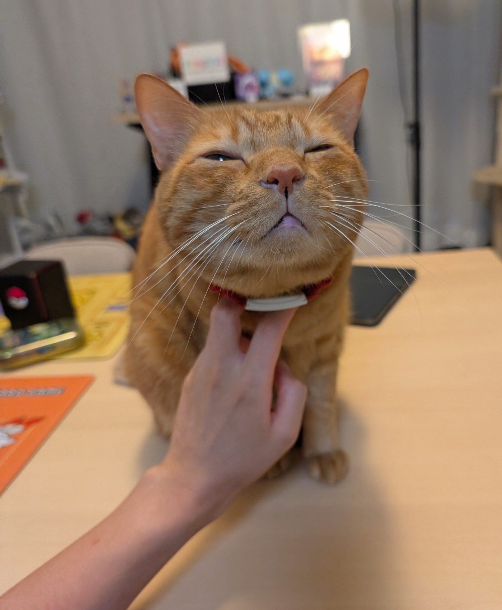 
松丸亮吾の活力源！愛猫リドくんの〇〇顔に癒される
松丸亮吾が語る！愛猫リドくんの〇〇顔がくれるパワー
話題沸騰！松丸亮吾、愛猫リドくんの〇〇顔に夢中
【癒し】松丸亮吾を虜にする！愛猫リドくんの〇〇顔とは？
松丸亮吾の秘密！愛猫リドくんの〇〇顔が仕事の原動力に
