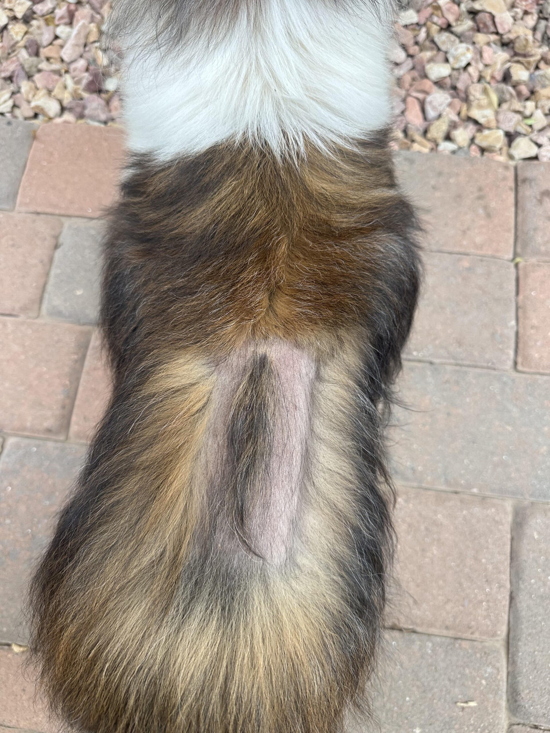 犬、手術痕の毛が異常なスピードで生えてくる…一体何が！？