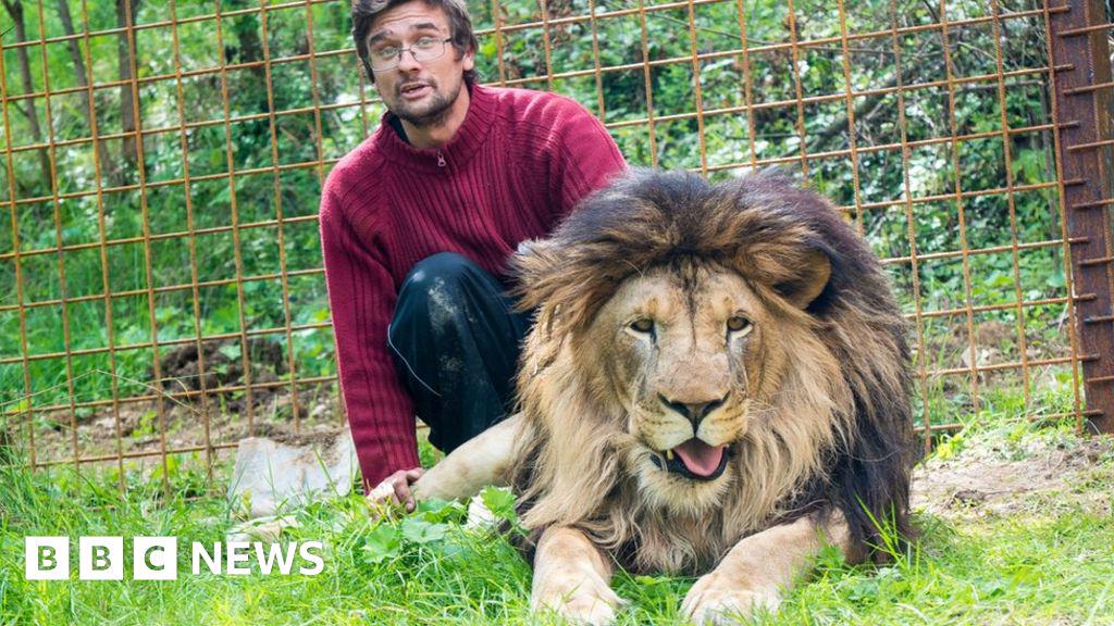 チェコ人、ライオン散歩で話題になるも飼育ライオンに襲われ死亡