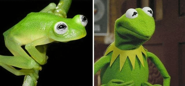 【速報】リアル Kermit 発見！コスタリカで衝撃の????