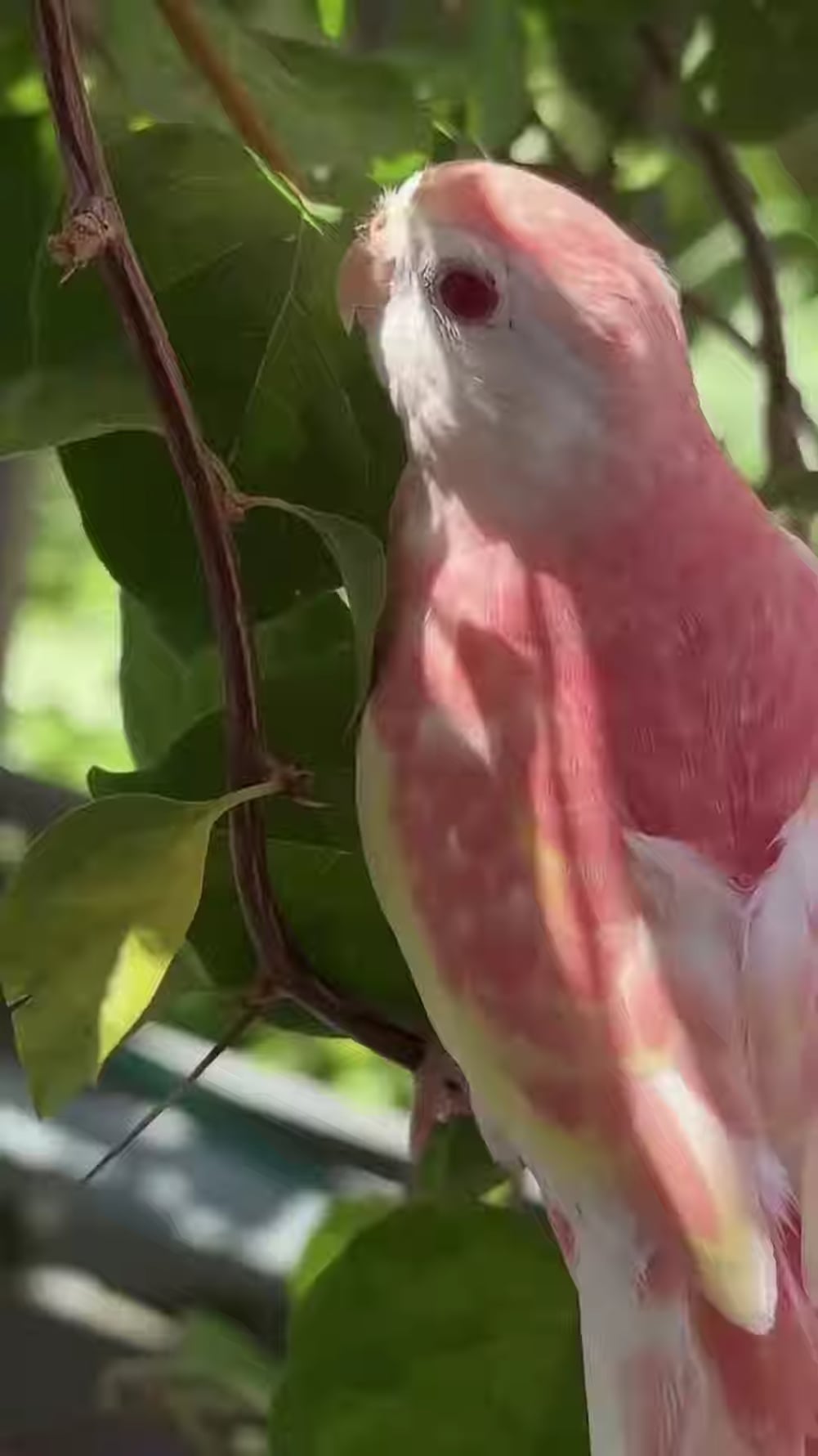 【豪】美しすぎる！「ブーケインコ」がマジ天使だと話題に