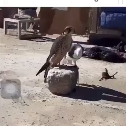 鳩さん、ガチでイケメン猛禽類に告白してしまう…結果www