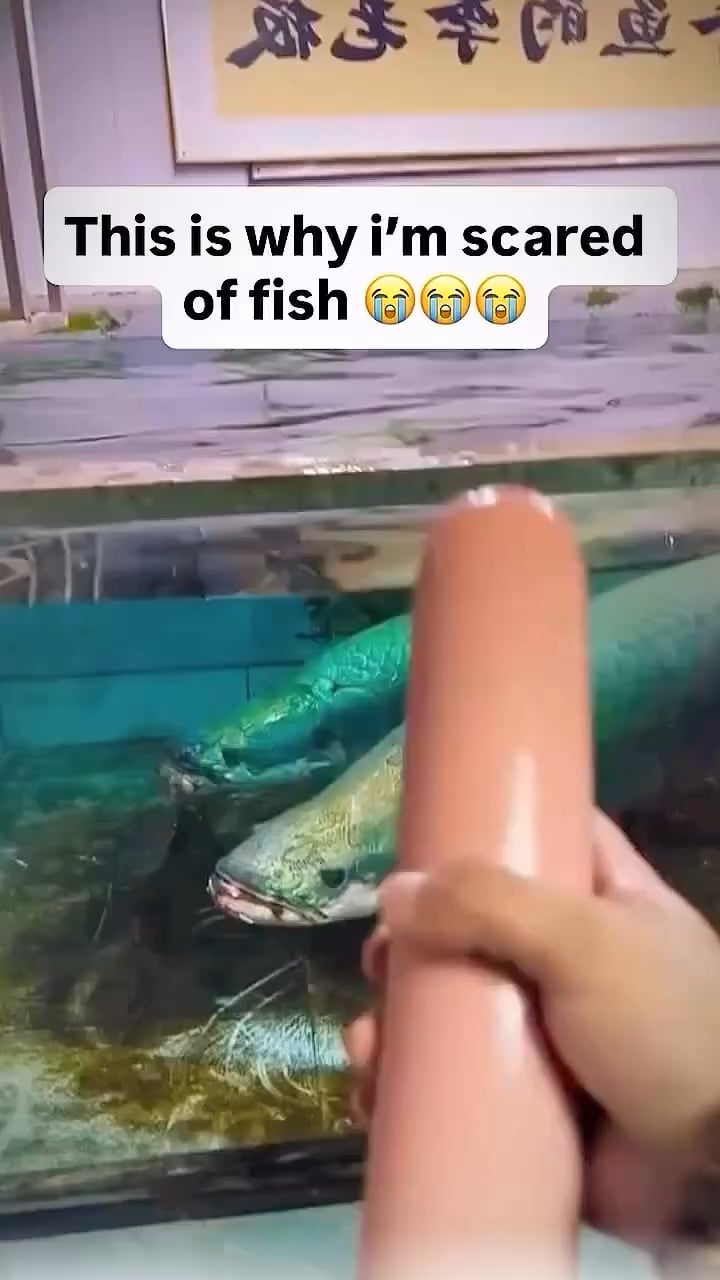 【衝撃】巨大ホットドッグを飲み込む魚の速度がヤバすぎると話題に