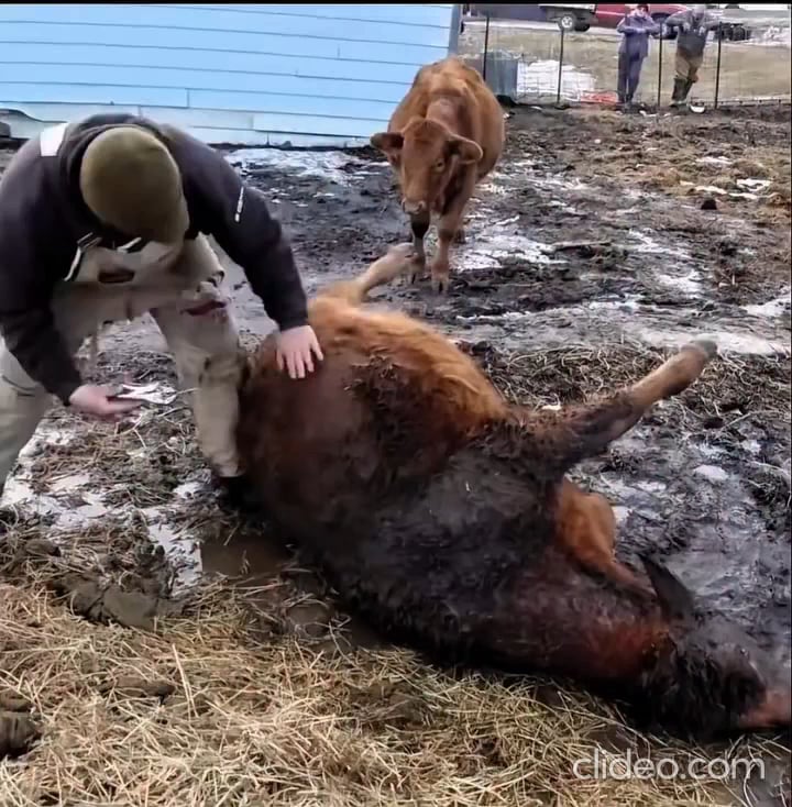 【悲報】動かない牛、体内にガス溜まりまくって死亡寸前ｗｗｗ