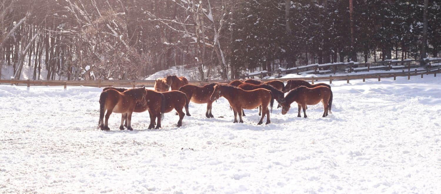 木曽馬マジかよ…軍馬計画で絶滅寸前→一頭の神馬様の子孫が700頭超えの大復活劇