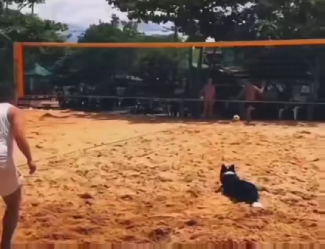 犬、得点が入った瞬間を理解し祝う → その姿が可愛すぎると話題に