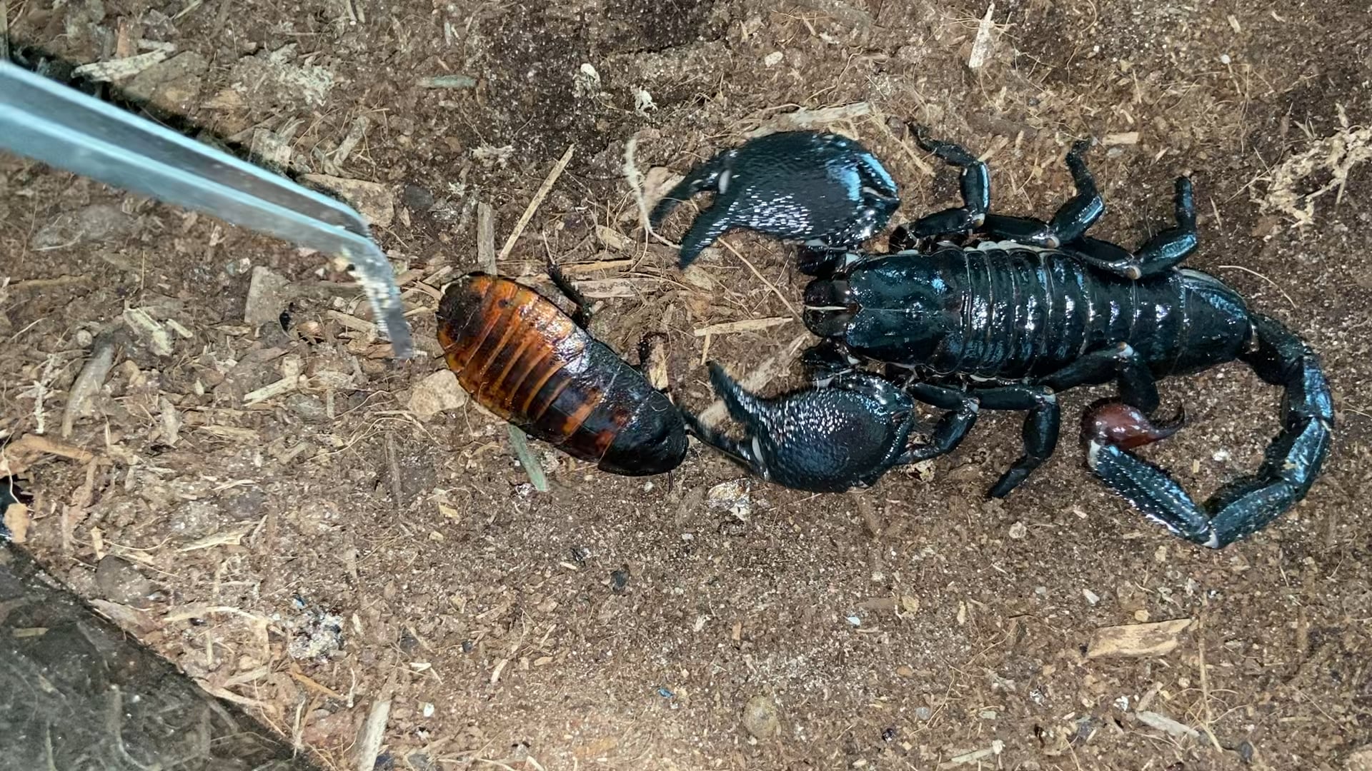 【閲覧注意】蠍さん、ゴキの頭に穴開けて毒針ぶっ刺すグロ画像