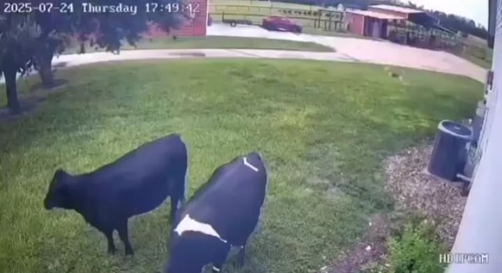 【ほっこり】飼い主を見つけた牛、喜びすぎて犬みたいに飛び跳ねる