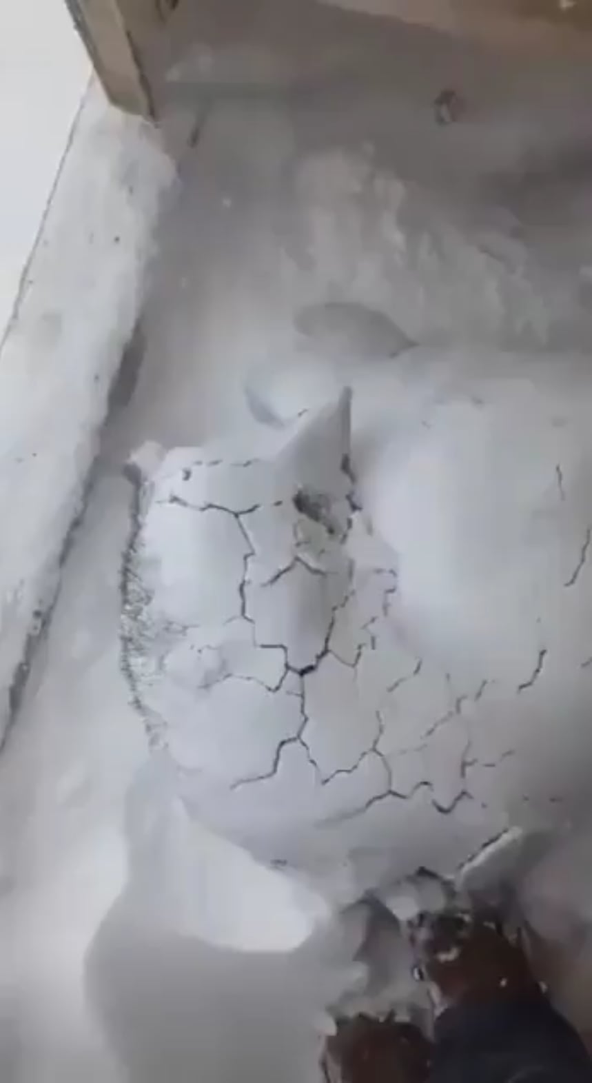 【悲報】シベリアンハスキー、寒すぎて昼寝から起きれない…（-13℃）