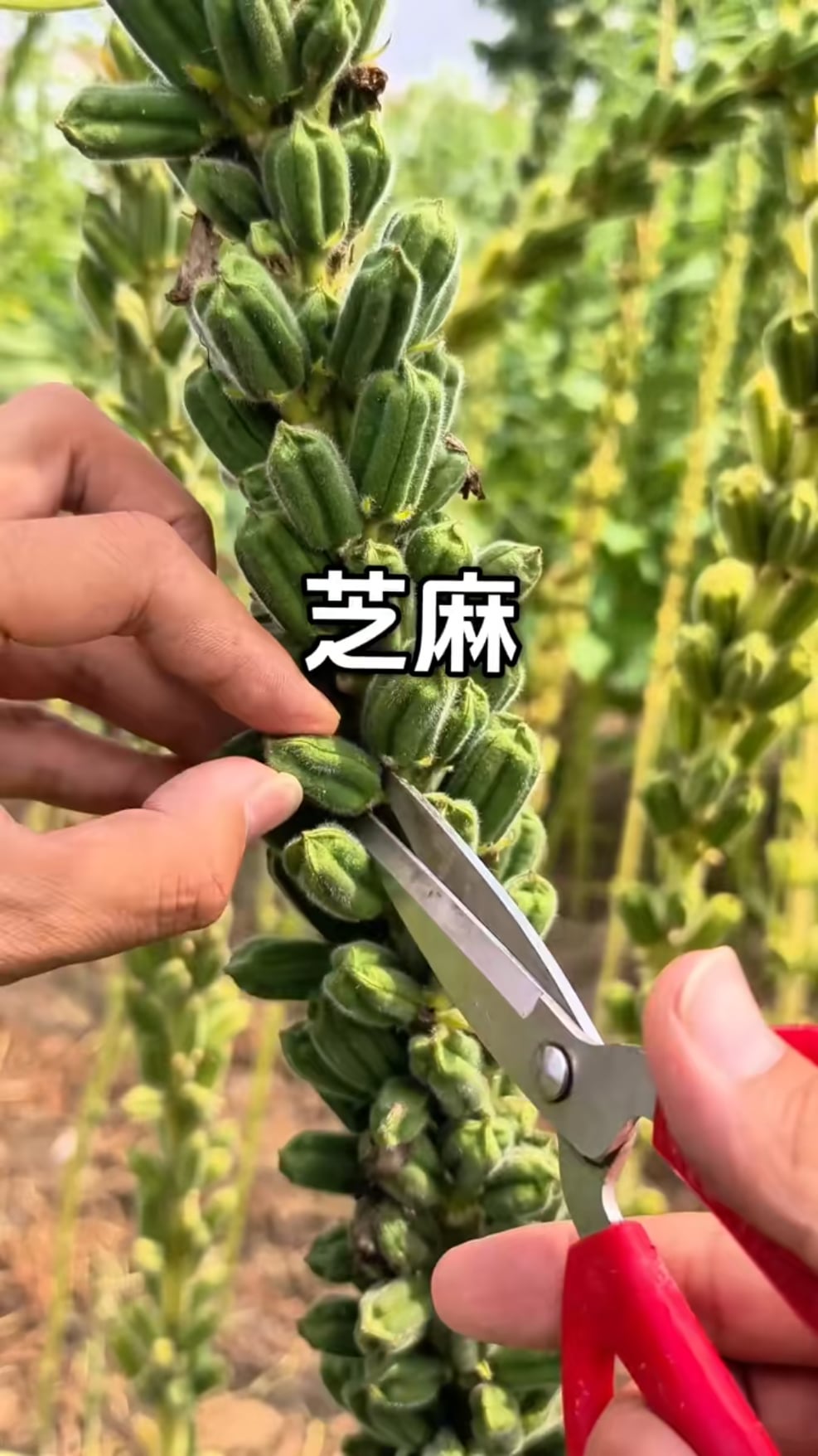 ゴマの栽培方法が意外すぎワロタwww