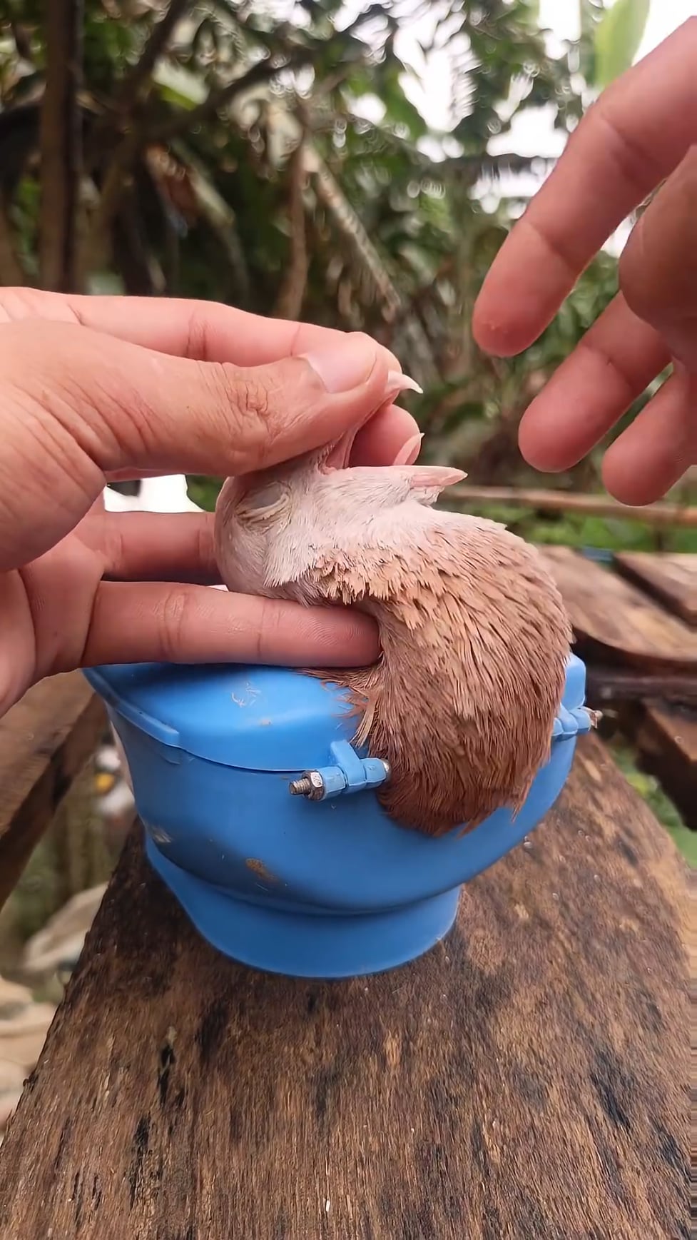 【悲報】飼い鳥にビタミン剤飲ませようとした結果ｗｗｗｗｗｗ