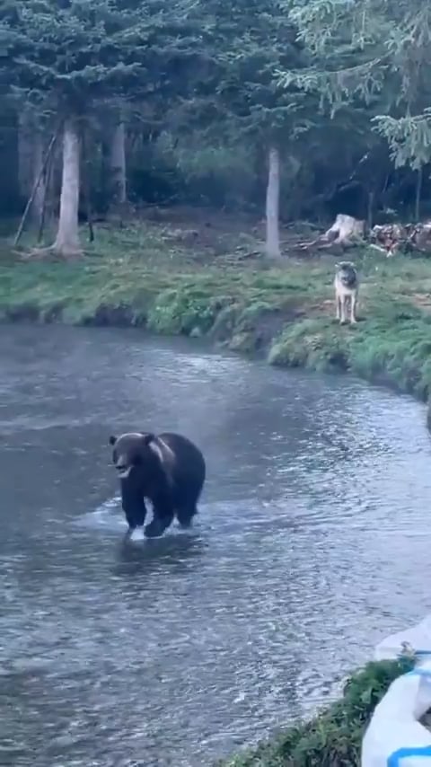 熊、狼、ワタリガラスのヤバい関係が判明