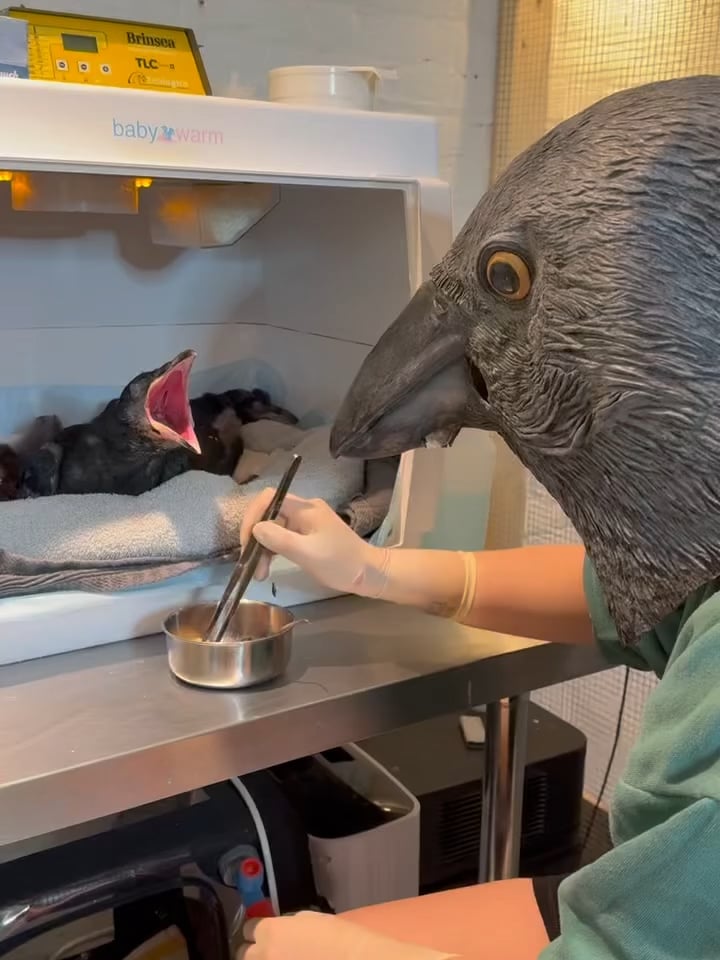 カラスのヒナを野生化させる給餌方法がスゴイ！