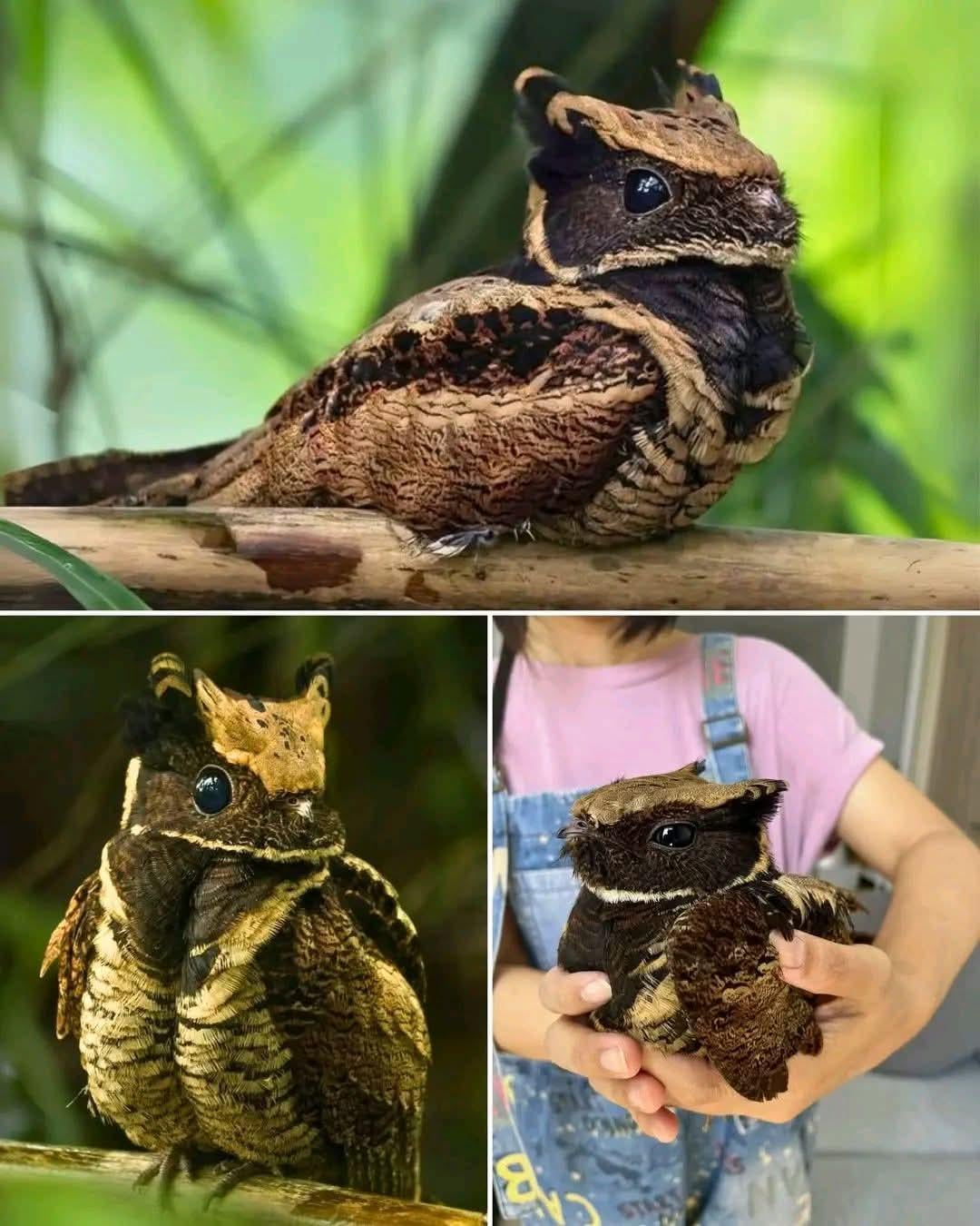まるでファンタジー生物！オオミミヨタカがマジですごい