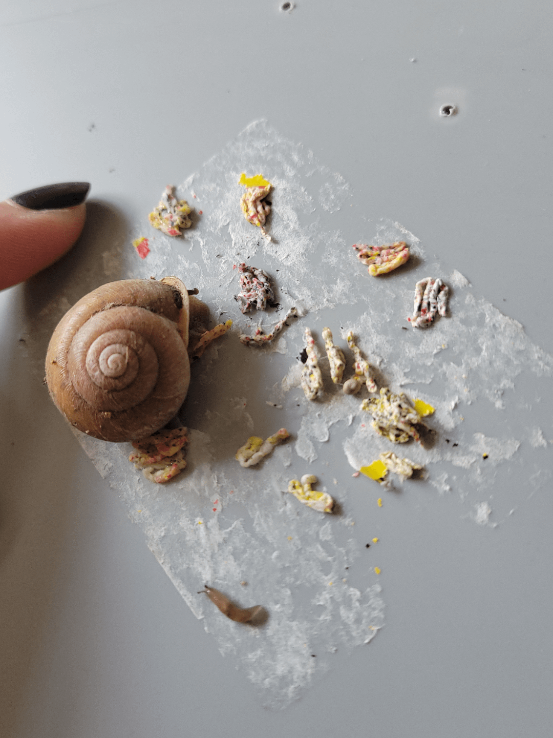 うちのカタツムリがシール食ったら、うんこがまさかのタイダイ柄にｗｗｗ