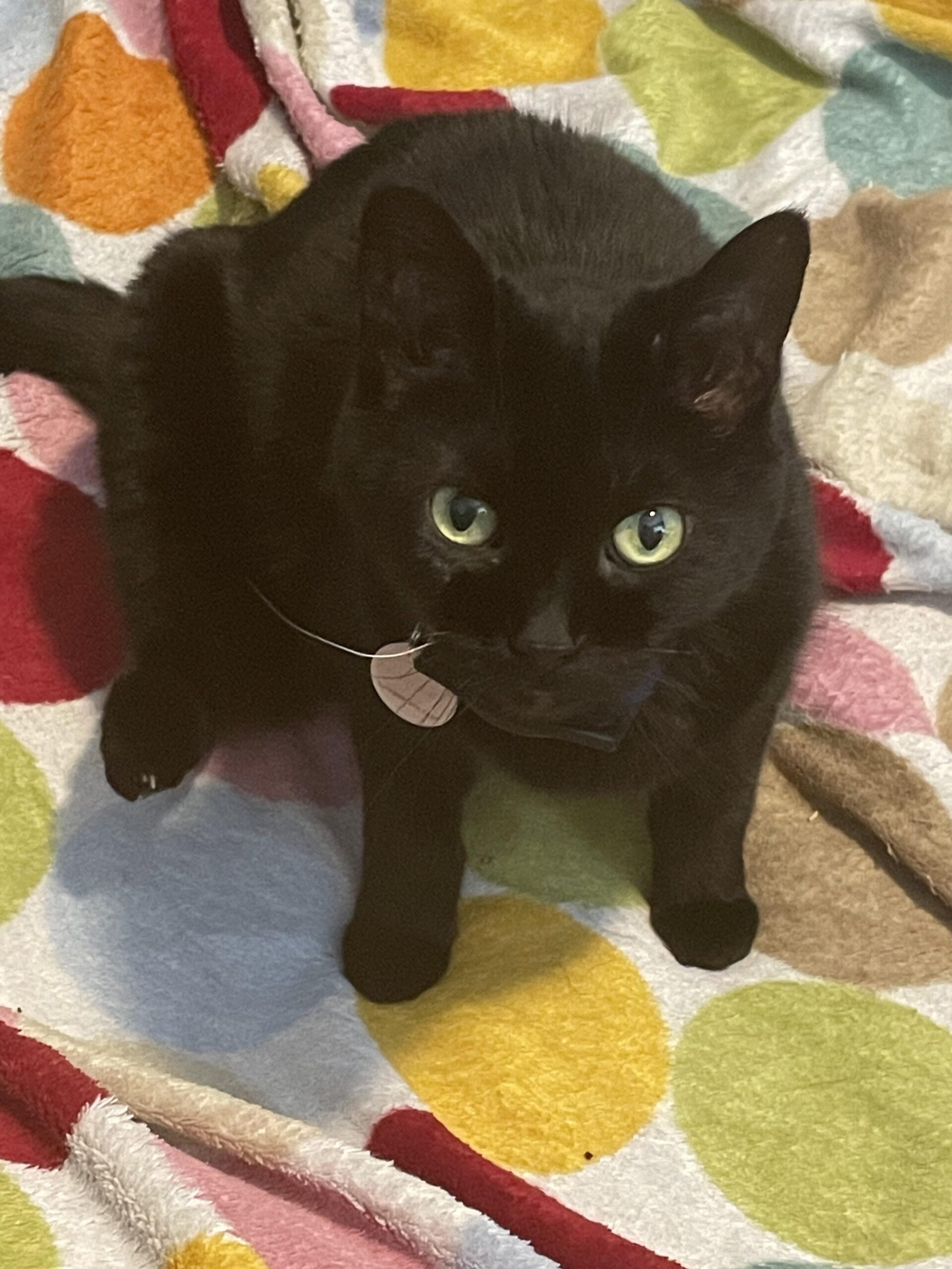 うちの猫、突然白いヒゲが1本生えてきたんだがwww今まで全部黒だったのに
