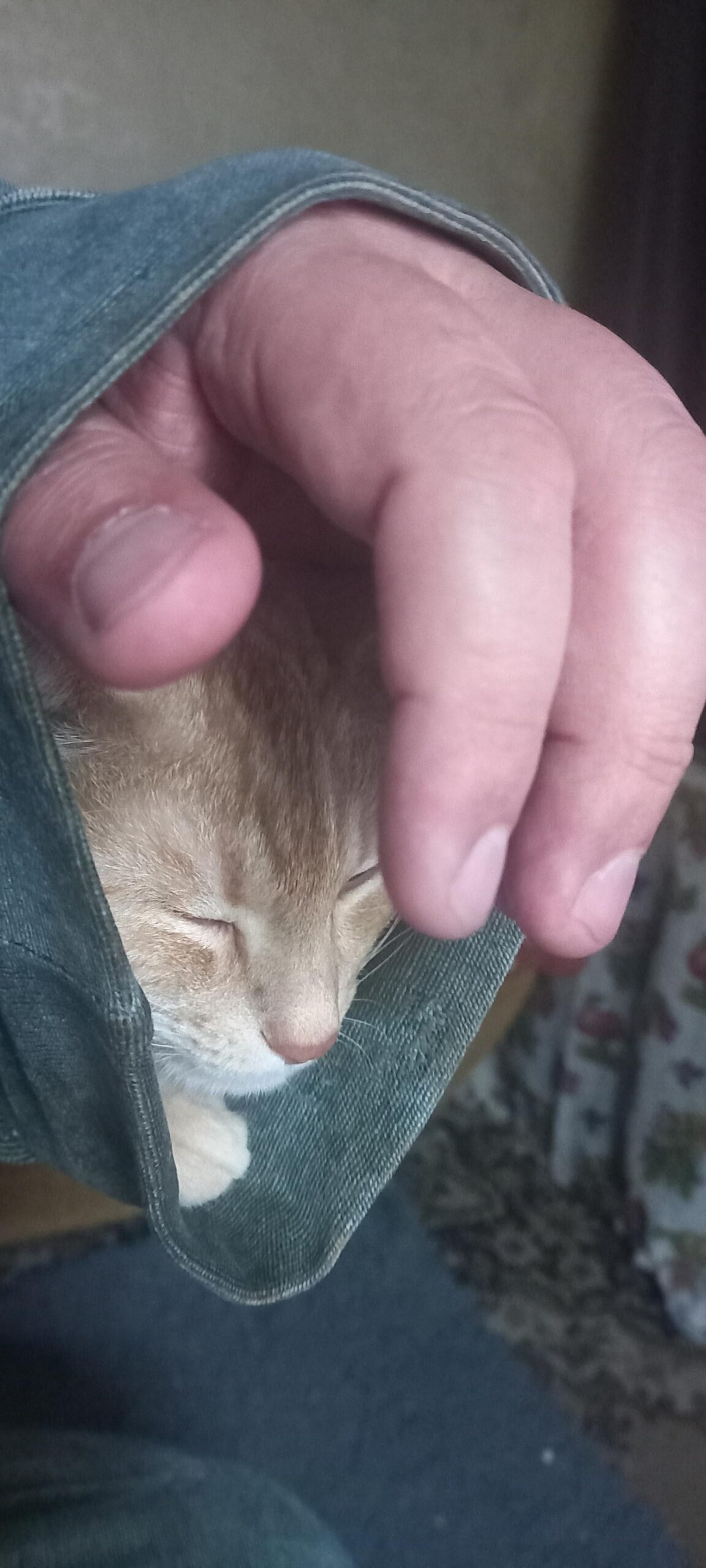 【悲報】うちの猫、ワイのバスローブの袖の中で寝落ちしてしまう…